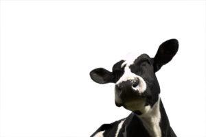 Black-and-white cow