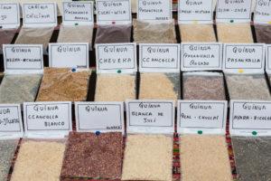 Different types of quinoa