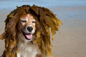 Dog with seaweed on head