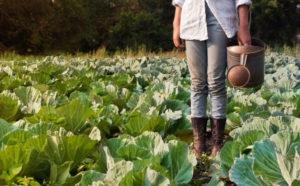 Woman with watering can in field of cabbages